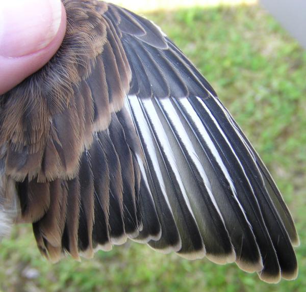 Linnet carduelis cannabina wing