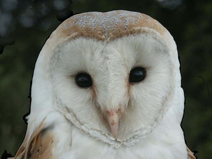 Barn Owl Tyto alba