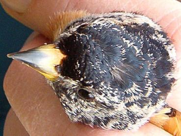 Brambling male April 2004 (Woolston)