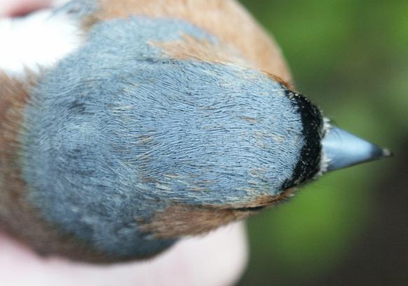 Chaffinch male April 2004 (Sutton Weaver)