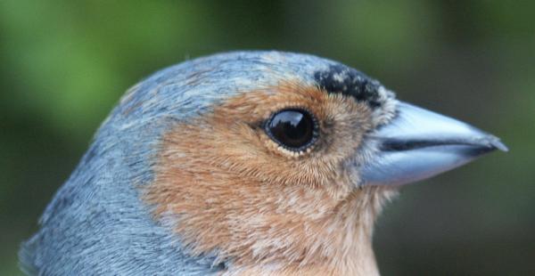 Chaffinch male April 2004 (Sutton Weaver)