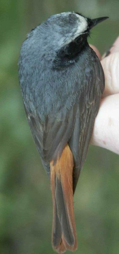 Redstart Phoenicurus phoenicurus male