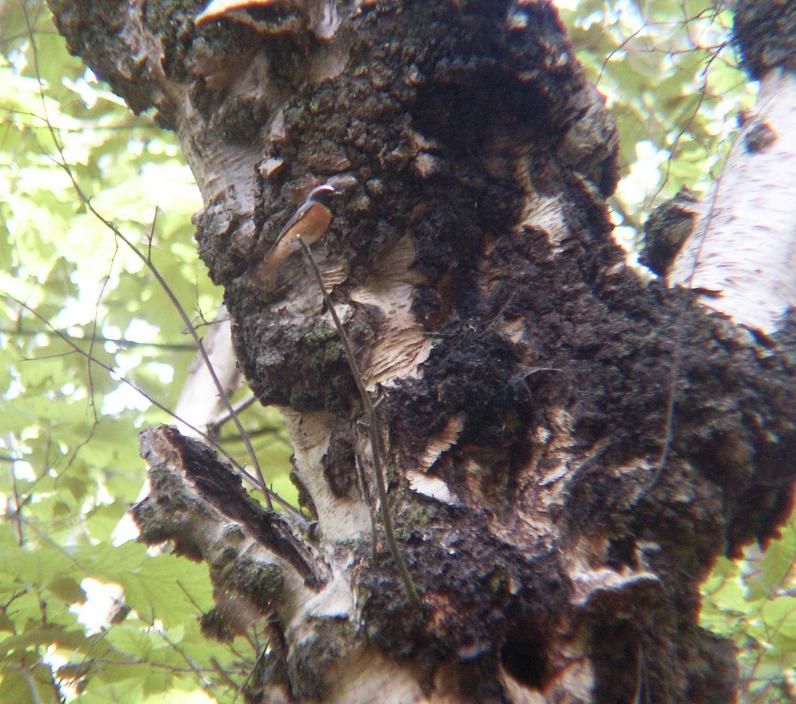 Redstart Phoenicurus phoenicurus male near nest
