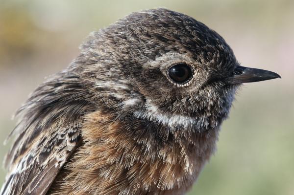 Stonechat Saxicola torquata female