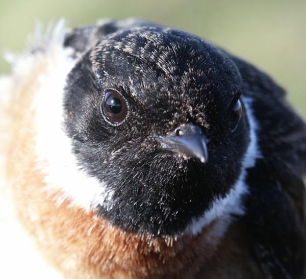 Stonechat Saxicola torquata male