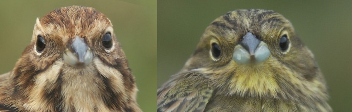 Reed Bunting Emberiza schoeniclus and Yellowhammmer Emberiza citrinella (both females)