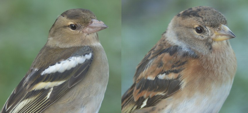 Chaffinch Fringilla coelebs and Brambling Fringilla montifringilla females