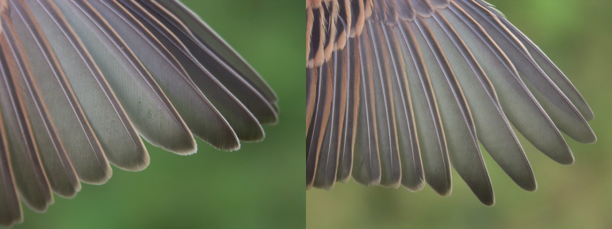 Reed Bunting Emberiza schoeniclus first-year and adult wings