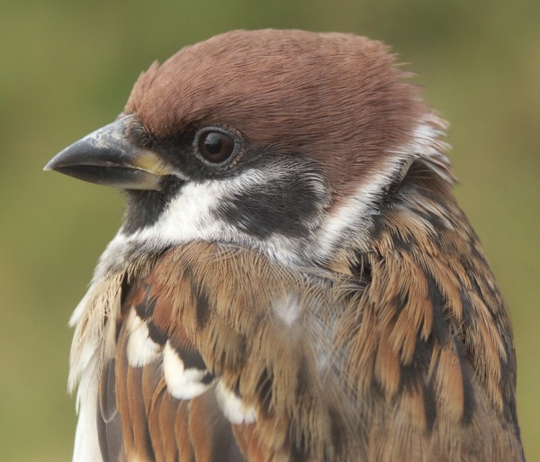 Tree Sparrow Passer montanus