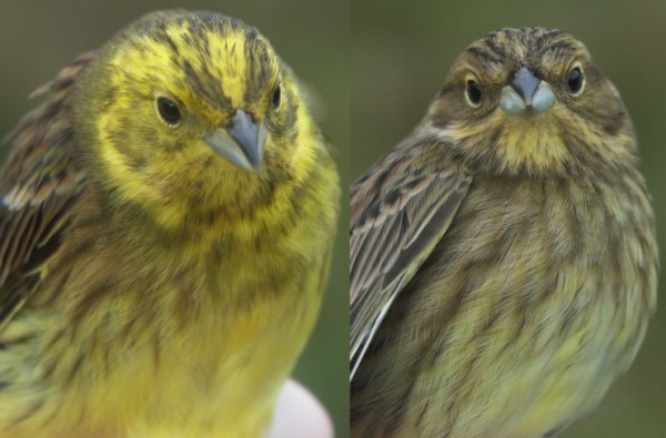 Yellowhammmer Emberiza citrinella male and female