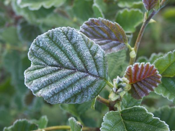 Alder Alnus glutinosa in frost