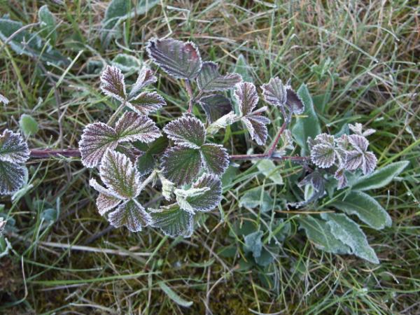 Bramble Rubus fruticosus in frost