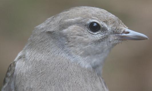 Garden Warbler Sylvia borin