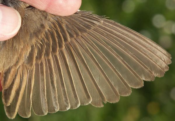 Whitethroat Sylvia communis