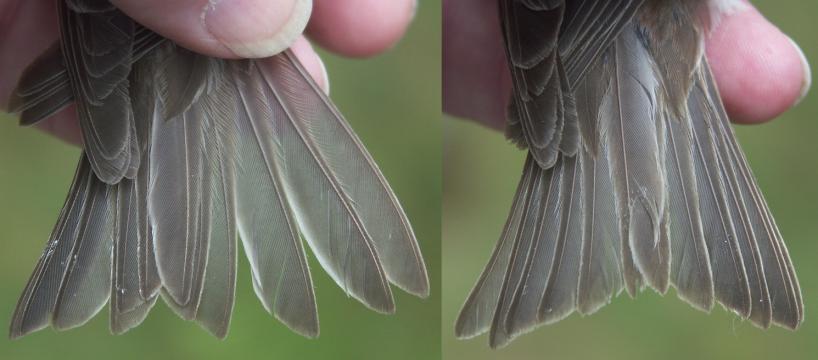 Lesser Redpoll Carduelis cabaret