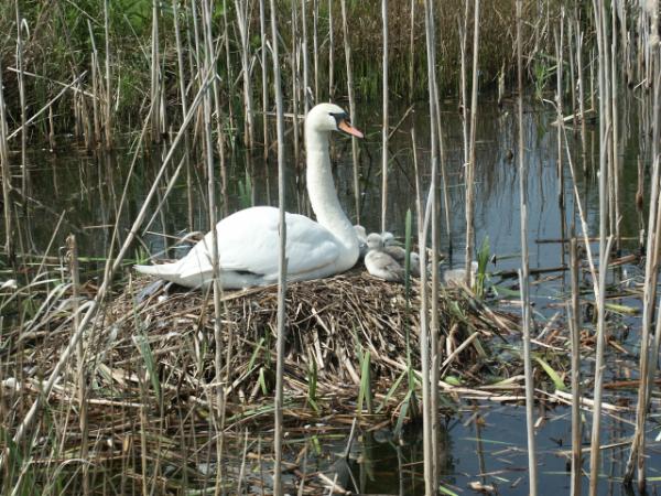 Mute Swan Cygnus olor female with chicks at nest