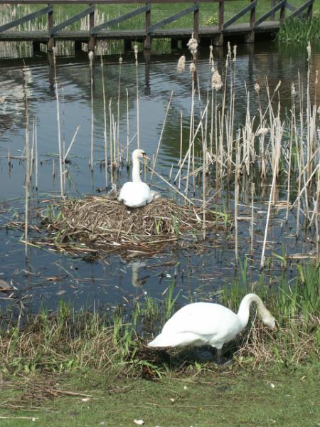 Mute Swan Cygnus olor pair at nest