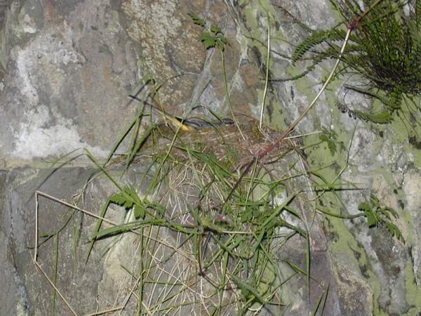 Grey Wagtail Motacilla cinerea female incubating