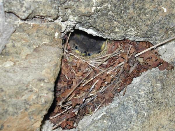 Wren Troglodytes troglodytes chicks ready to fledge