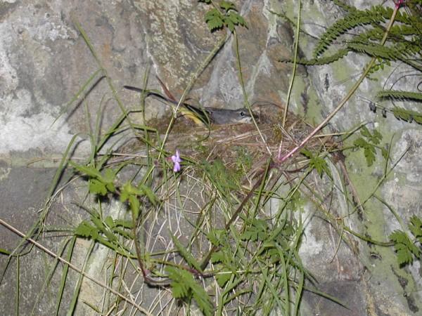 Grey Wagtail Motacilla cinerea female brooding small chicks