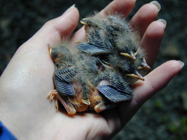 Grey Wagtail Motacilla cinerea chicks in the hand