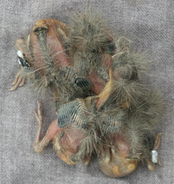 Chaffinch Fringilla coelebs chicks