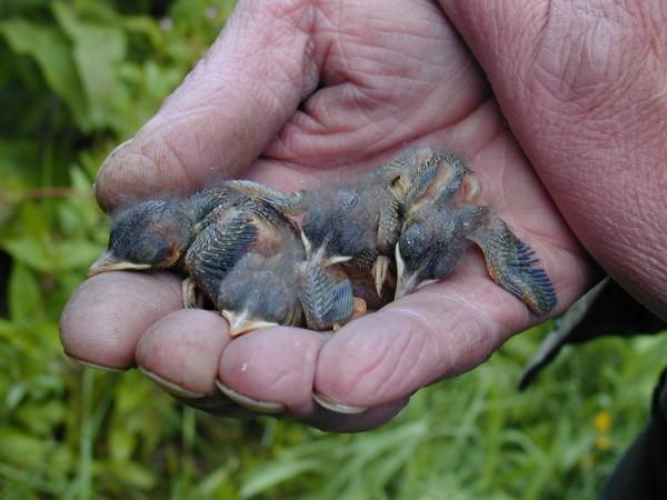 Spotted Flycatcher Muscicapa striata chicks