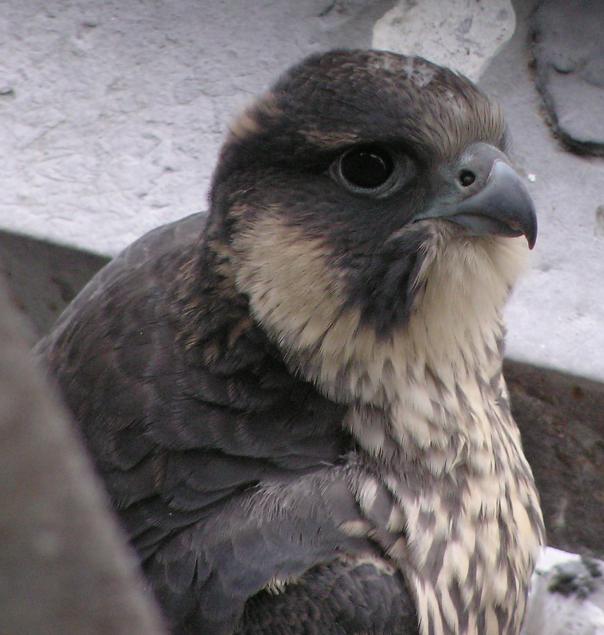 Peregrine chick nearly fledged