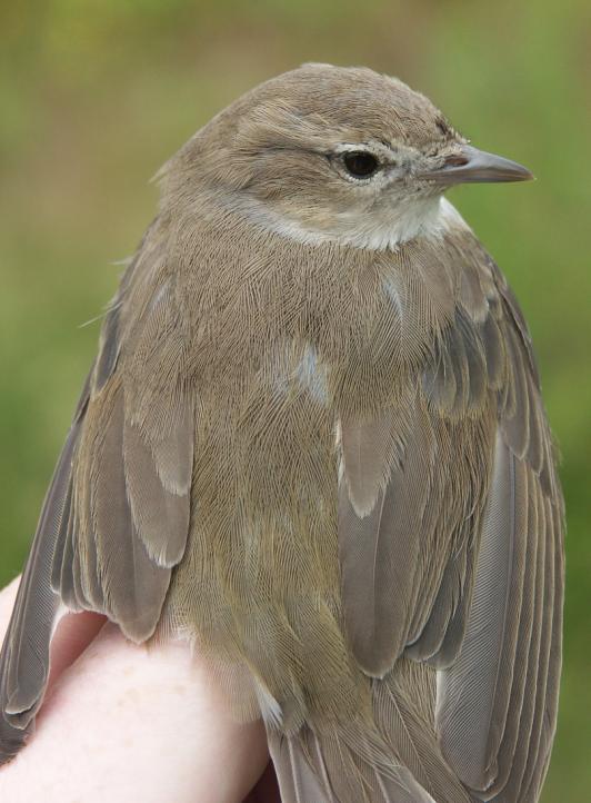 Garden Warbler Sylvia borin