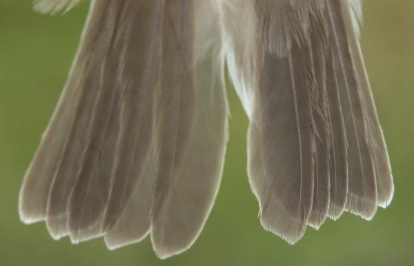 Garden Warbler Sylvia borin tail