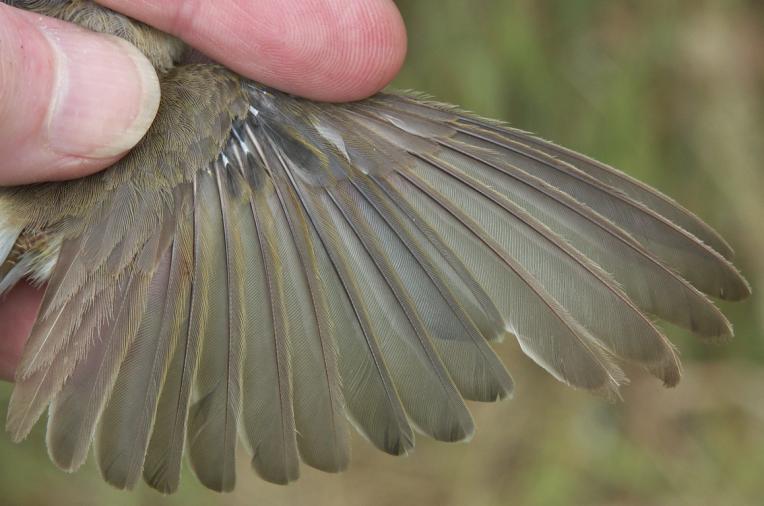 Willow Warbler Phylloscopus trochilus