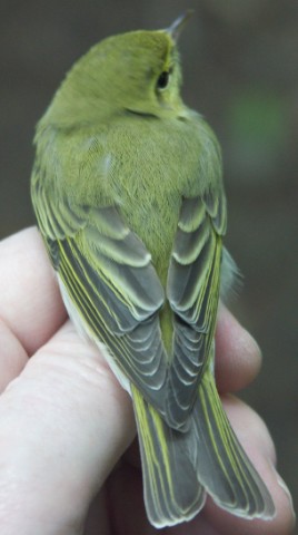 Woow Warbler Phylloscopus sibilatrix