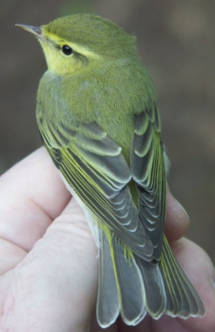 Wood Warbler Phylloscopus sibilatrix