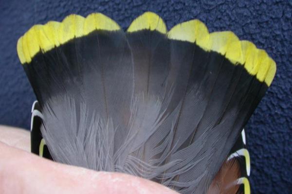 Bohemian Waxwing Bombycilla garrulus tail (female)
