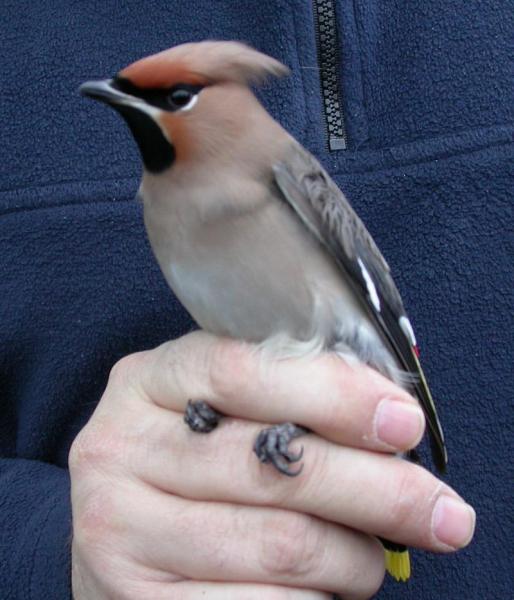 Bohemian Waxwing Bombycilla garrulus