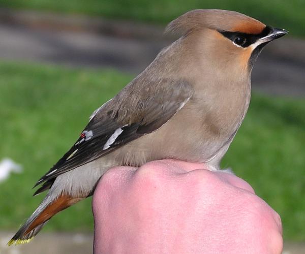 Bohemian Waxwing Bombycilla garrulus