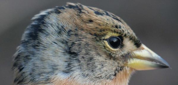 Brambling Fringilla montifringilla male head