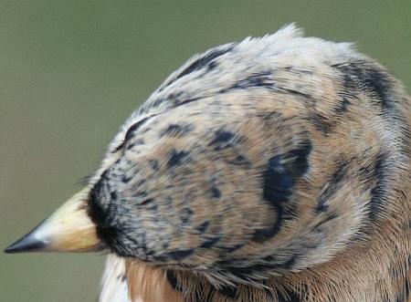 Brambling Fringilla montifringilla male head