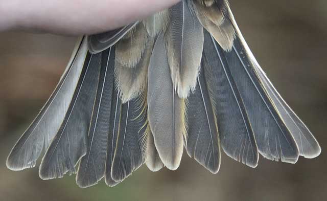 Brambling Fringilla montifringilla adult female tail